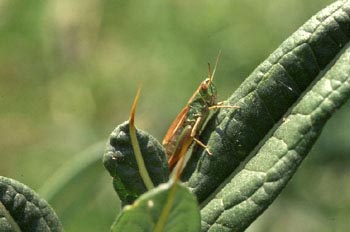 Saltamontes (Euthystira dispar)