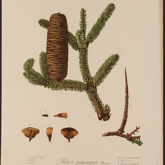 IES_CARDENALCISNEROS_HERBARIO_045