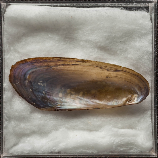 IES_ISABELLACATOLICA_BIOLOGIA_484