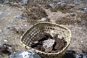 Excremento de yak para combustible