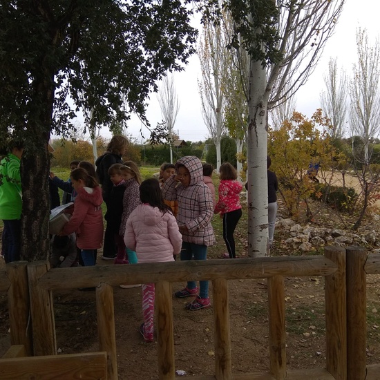 REVOLOTEANDO POR BOSQUE SUR -  3º PRIMARIA (CURSO 19/20) 6