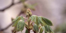 Castaño de Indias - Flor (Aesculus hippocastanum)