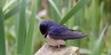 Golondrina común (Hirundo rustica. Linnaeus, 1758)