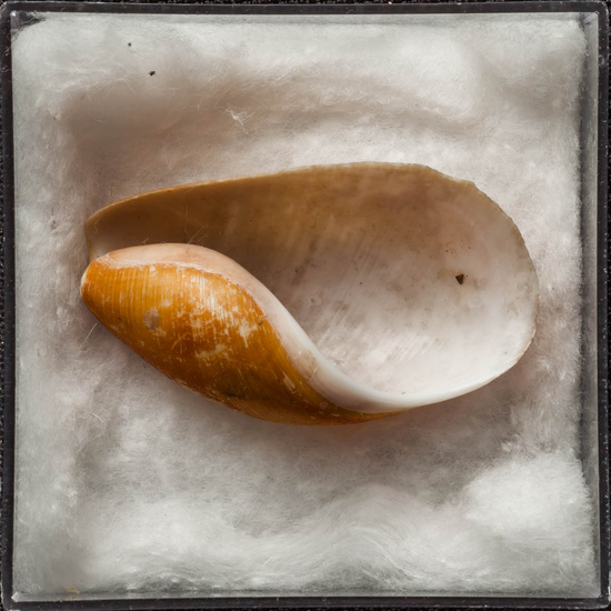 IES_ISABELLACATOLICA_BIOLOGIA_279