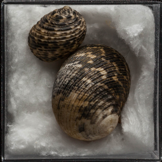 IES_ISABELLACATOLICA_BIOLOGIA_299