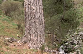 Pino negral (Pinus nigra)