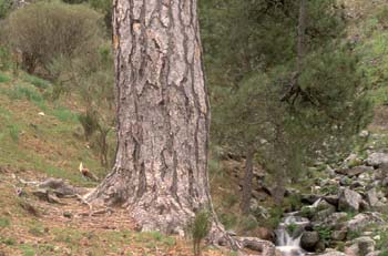 Pino negral (Pinus nigra)