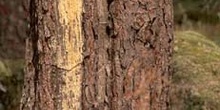 Pino resinero - Tronco (Pinus pinaster)