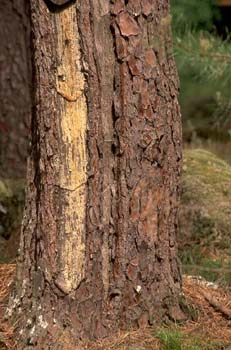 Pino resinero - Tronco (Pinus pinaster)