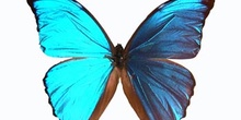 Morpho menelaus (Guayana)