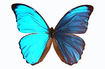 Morpho menelaus (Guayana)