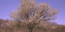 Cerezo - Porte (Prunus avium)