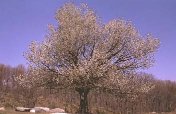 Cerezo - Porte (Prunus avium)