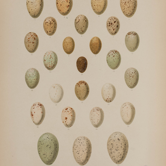 IES_CARDENALCISNEROS_AVES_LAMINAS_016