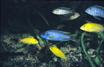 Ciclido africano (Aulonancara sp.)