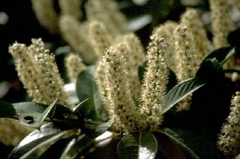 Lauroceraso - Flor (Prunus laurocerasus)