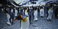 Penguins documentary