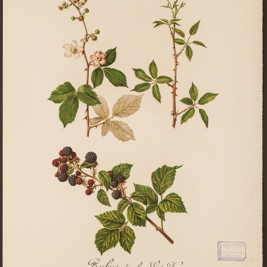 IES_CARDENALCISNEROS_HERBARIO_30 29