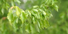 Arce (Acer borgerianum)