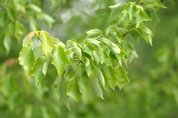 Arce (Acer borgerianum)