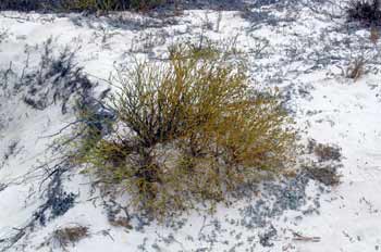 Alernathera Filifolia, Ecuador