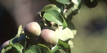 Peral - Fruto (Pyrus communis)