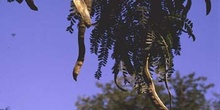 Acacia de tres espinas - Fruto (Gleditsia triacanthos)