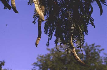 Acacia de tres espinas - Fruto (Gleditsia triacanthos)