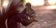 Ardilla roja (Sciurus vulgaris)