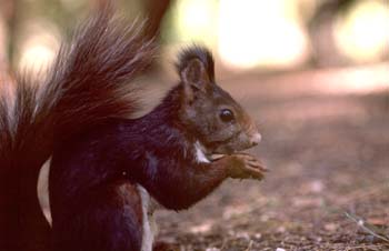 Ardilla roja (Sciurus vulgaris)
