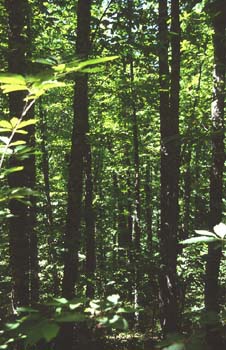 Castaño - Bosque (Castanea sativa)