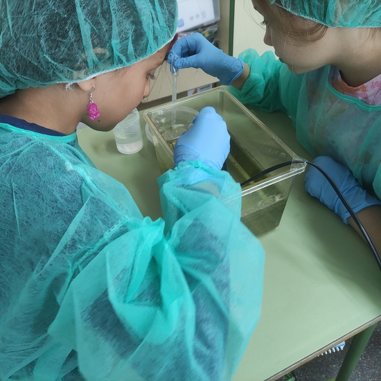 Día 30 - Limpiando el faunario y alimentando a los alevines (foto 1)