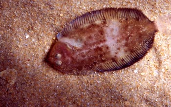 Pez plano (Pleuronectido)