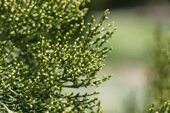 Ciprés - Detalle (Cupressus sp.)