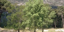 Rebollo / melojo - Porte (Quercus pyrenaica)