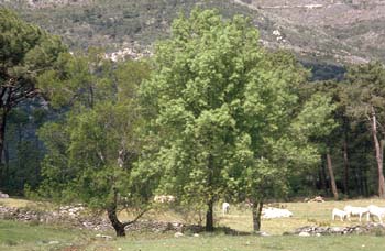 Rebollo / melojo - Porte (Quercus pyrenaica)