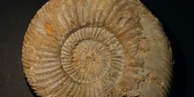 Parkinsonia parkinsoni (Ammonites) Jurásico