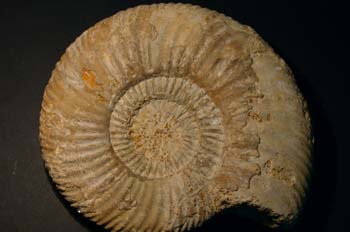 Parkinsonia parkinsoni (Ammonites) Jurásico