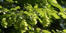 Carpe de Carolina (Carpinus caroliniata)