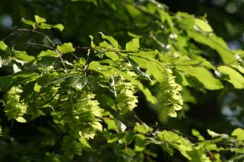 Carpe de Carolina (Carpinus caroliniata)