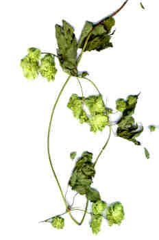 Flor y hojas del lúpulo