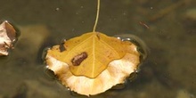 Chopo temblón - Hojas (Populus tremula)