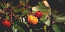 Madroño - Fruto (Arbutus unedo)