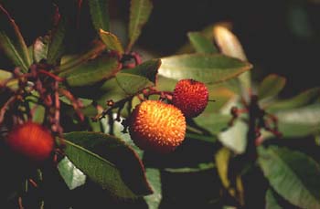 Madroño - Fruto (Arbutus unedo)