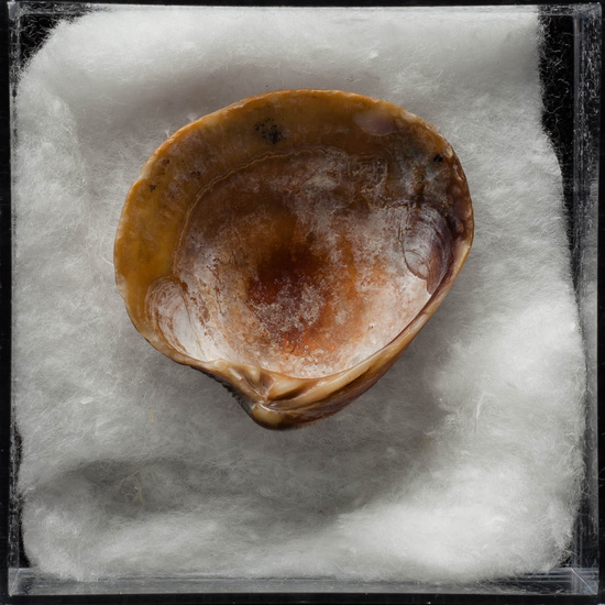 IES_ISABELLACATOLICA_BIOLOGIA_407