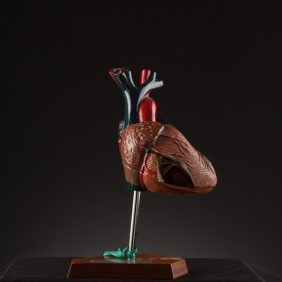 IES_SANISIDRO_BIOLOGIA_176