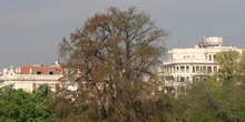 Ahuehuete o Ciprés calvo - Porte (Taxodium mucronatum)