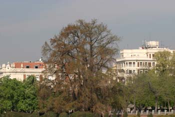 Ahuehuete o Ciprés calvo - Porte (Taxodium mucronatum)