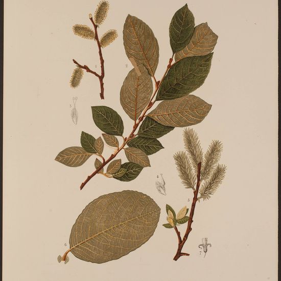 IES_CARDENALCISNEROS_HERBARIO_068