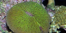 Coral (Heliofungia sp.)